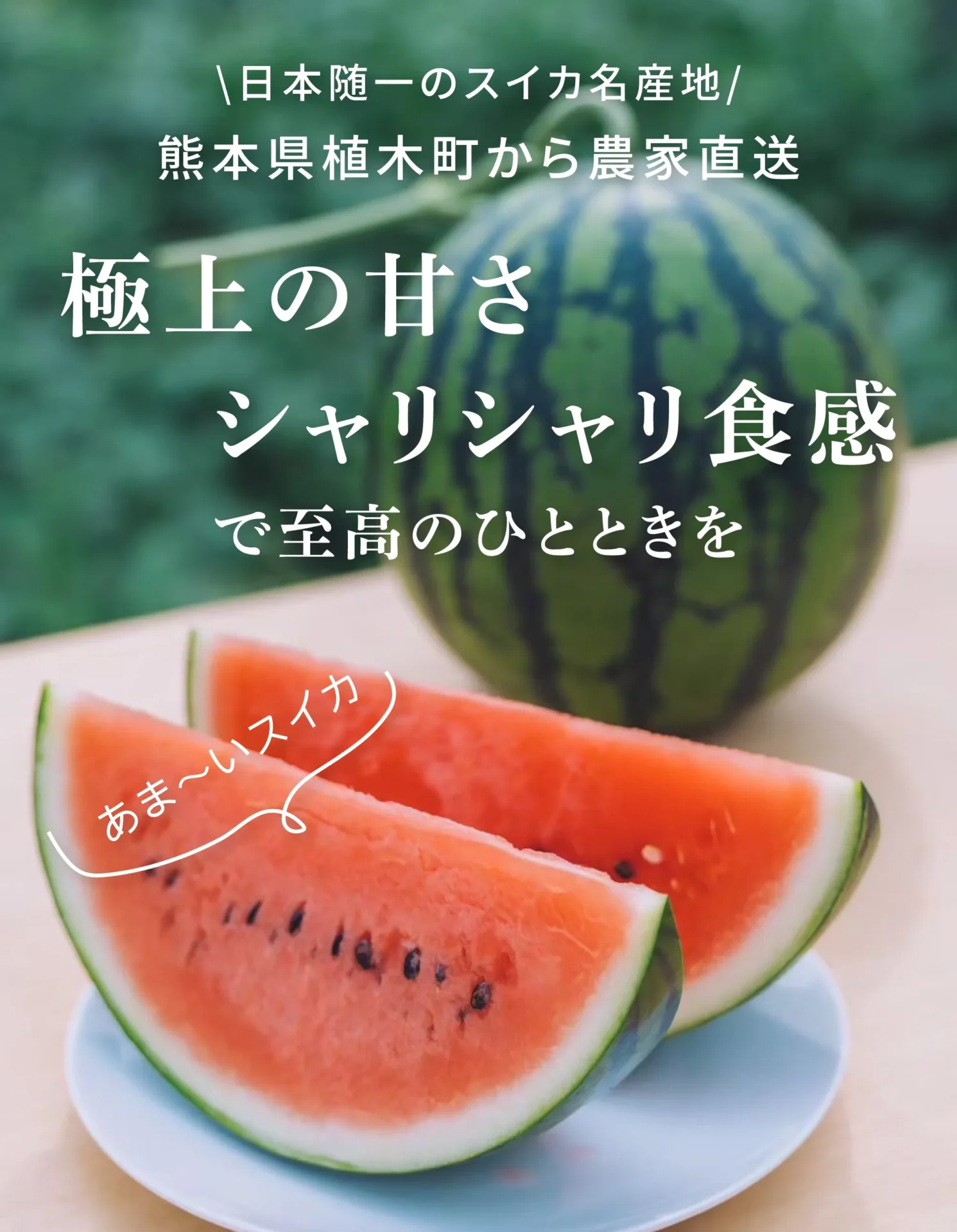 日本随一のスイカ名産地熊本県植木町から農家直送　極上の甘さシャリシャリ食感で至高のひとときを