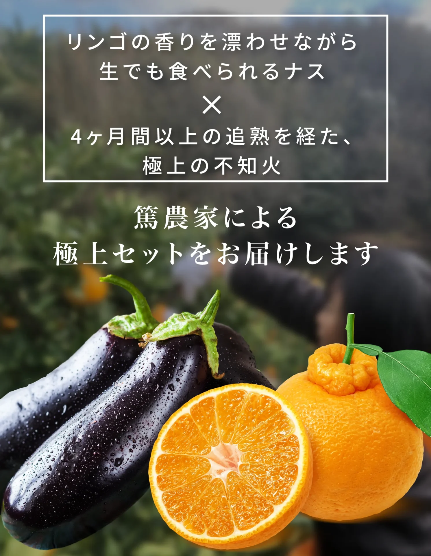 リンゴの香りを漂わせながら生でも食べられるナス×4ヶ月間以上の追熟を経た、極上の不知火　篤農家による極上セットをお届けします