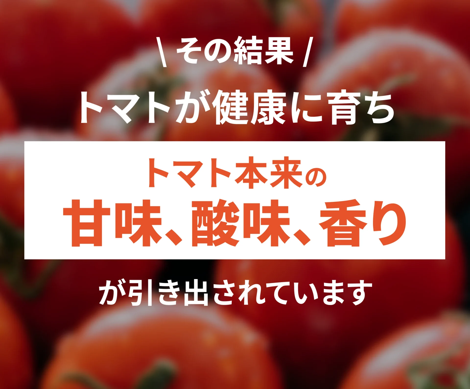 その結果トマトが健康に育ちトマト本来の甘味、酸味、香りが引き出されています