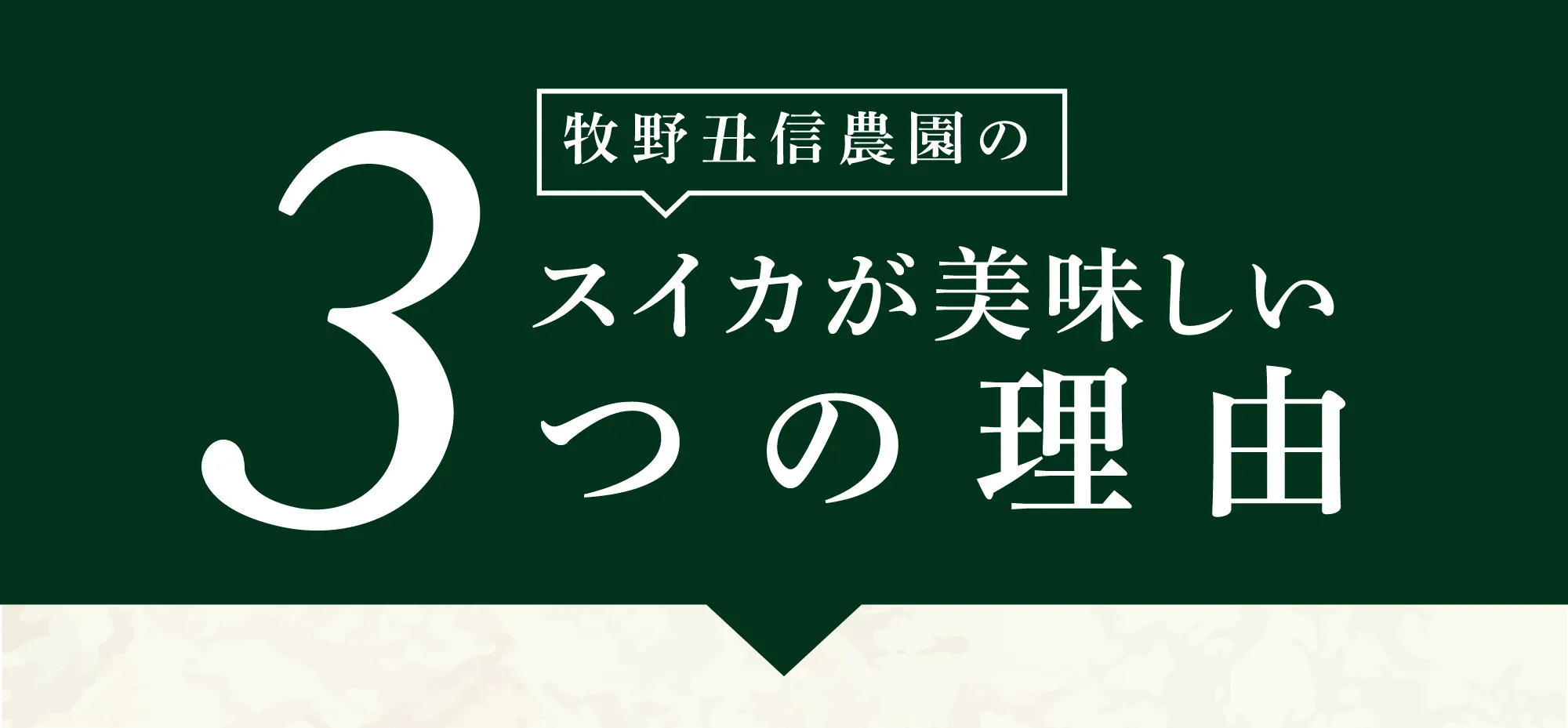 牧野丑信農園のスイカが美味しい3つの理由