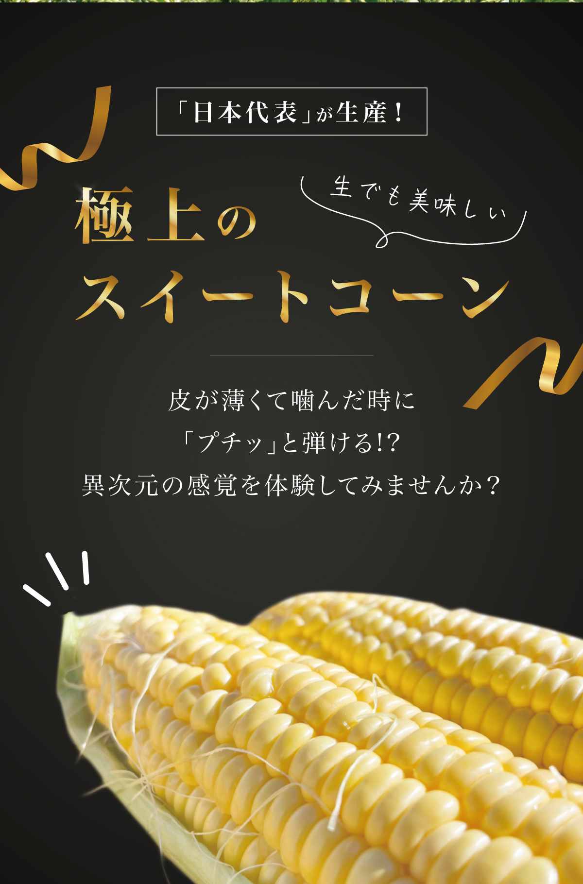 「日本代表」が生産 生でも美味しい極上のスイートコーン 皮が薄くて噛んだときに「プチッ」と弾ける!? 異次元の感覚を体験してみませんか？