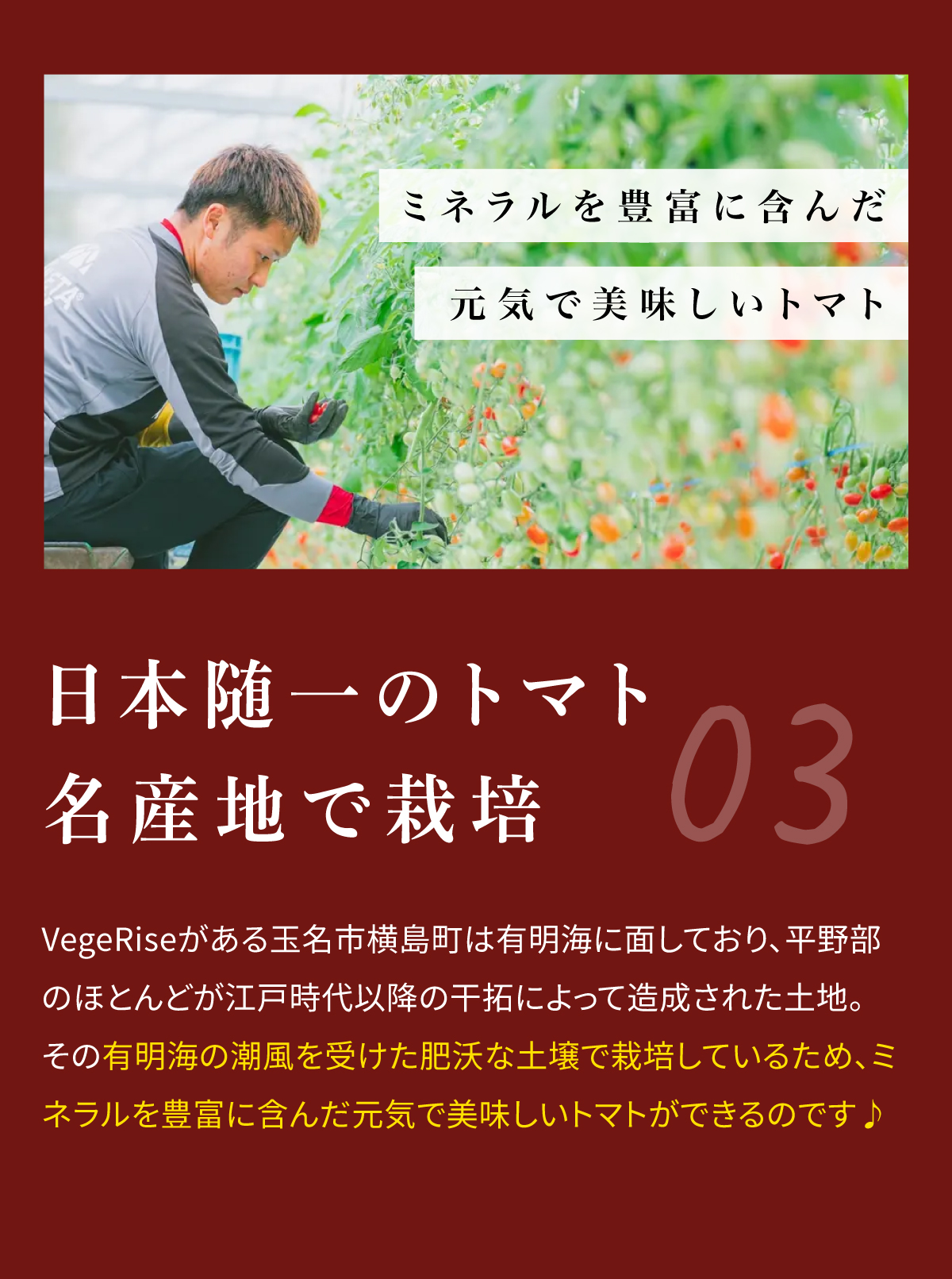 03 日本随一のトマト名産地で栽培 VegeRiseがある玉名市横島町は有明海に面しており、平野部のほとんどが江戸時代以降の干拓によって造成された土地。その有明海の潮風を受けた妖艶な土壌で栽培しているため、ミネラルを豊富に含んだ元気で美味しいトマトができるのです♪