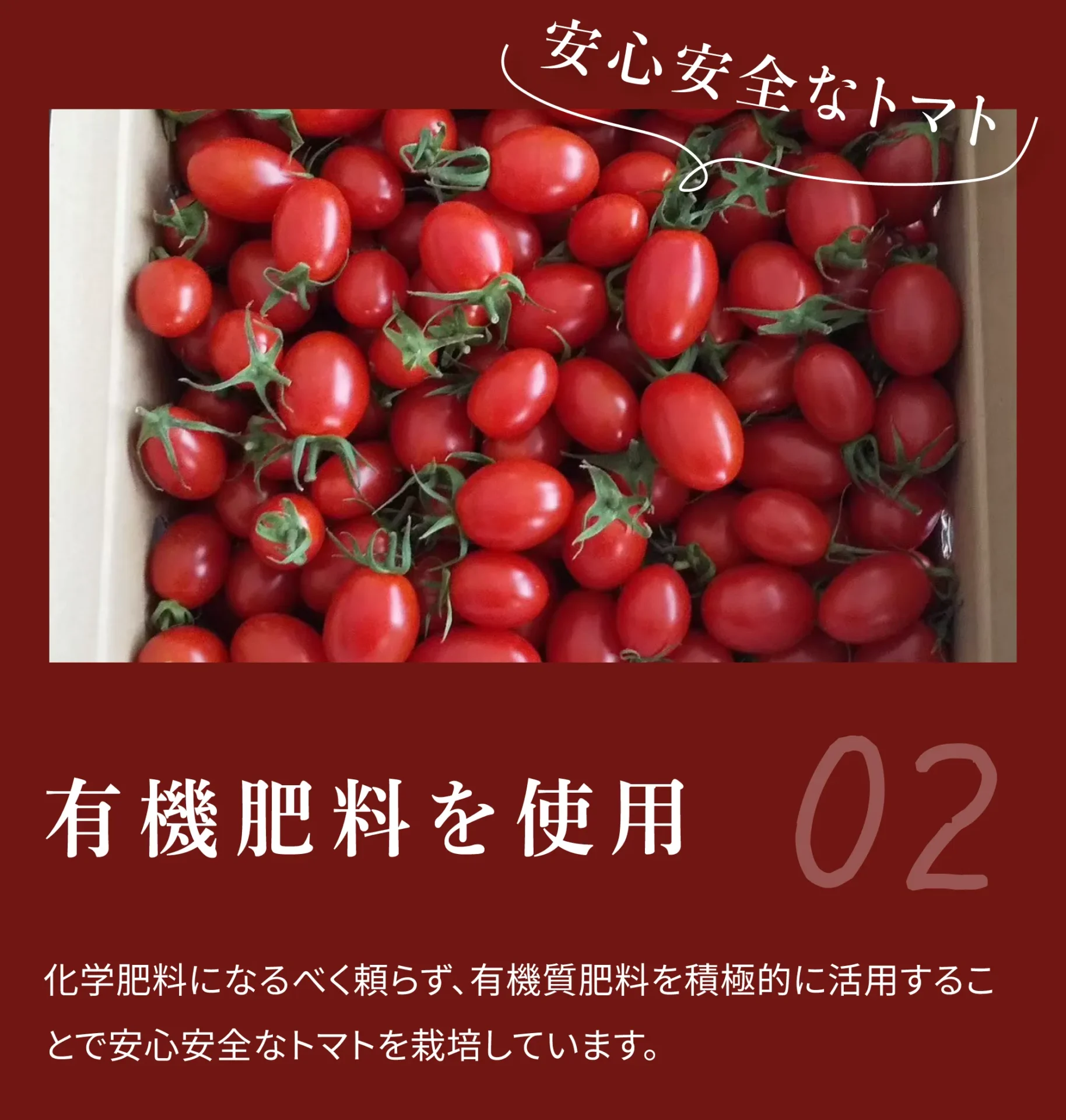 有機質肥料を使用　化学肥料になるべく頼らず、有機質肥料を積極的に活用することで安心安全なトマトを栽培しています。