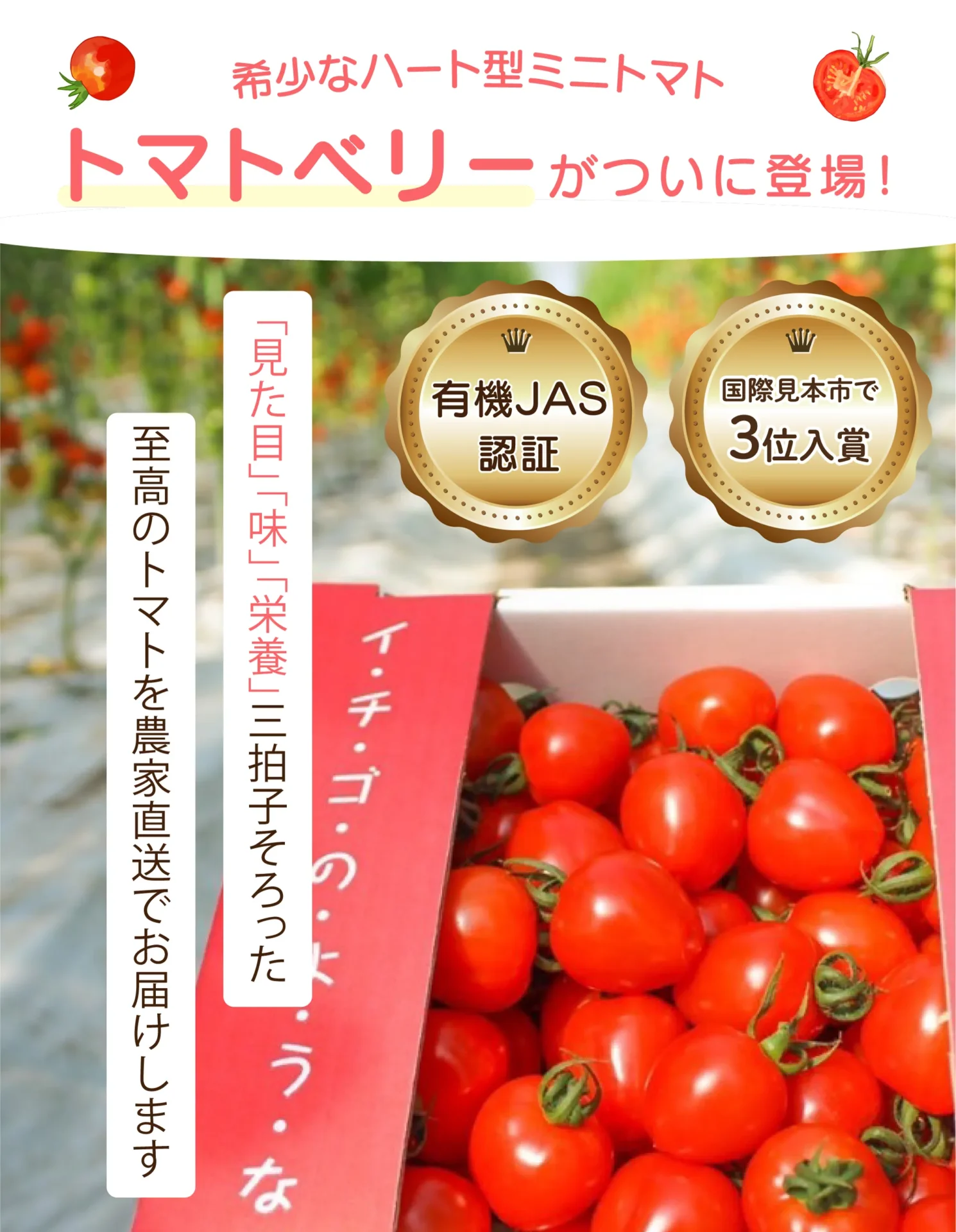 トマトベリーの農家直送通販【熊本県産】