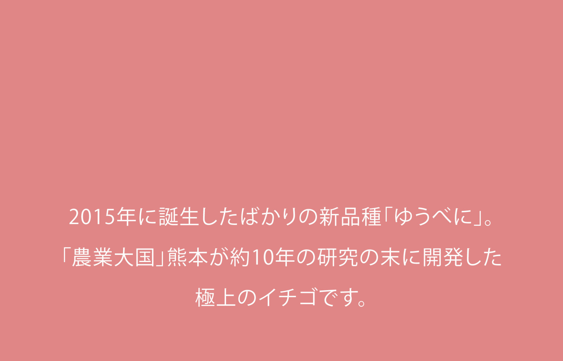 2015年に誕生したばかりのゆうべに。「農業大国」熊本が約10年の研究の末に開発した、極上のイチゴです。