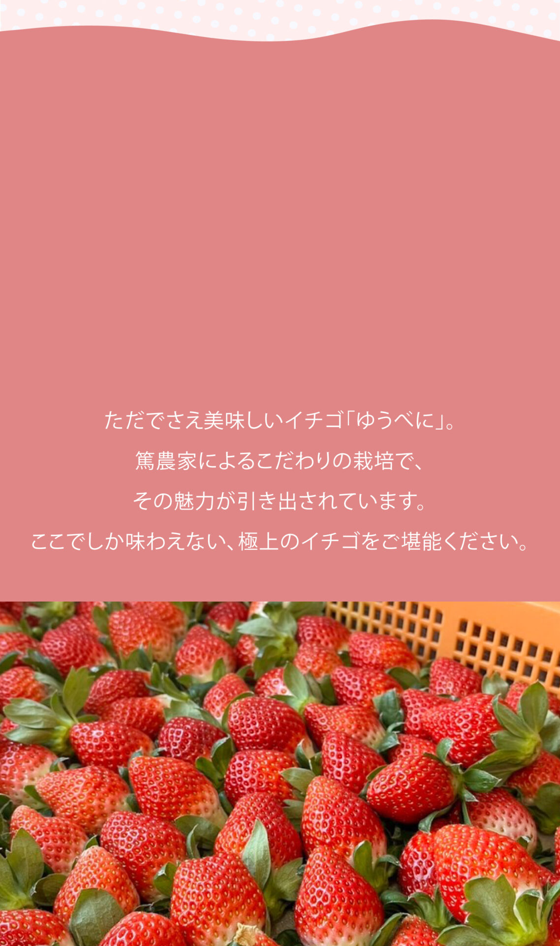 ただでさえ美味しいイチゴ「ゆうべに」。篤農家によるこだわりの栽培で、その魅力が引き出されています。ここでしか味わえない、極上のイチゴをご堪能ください。