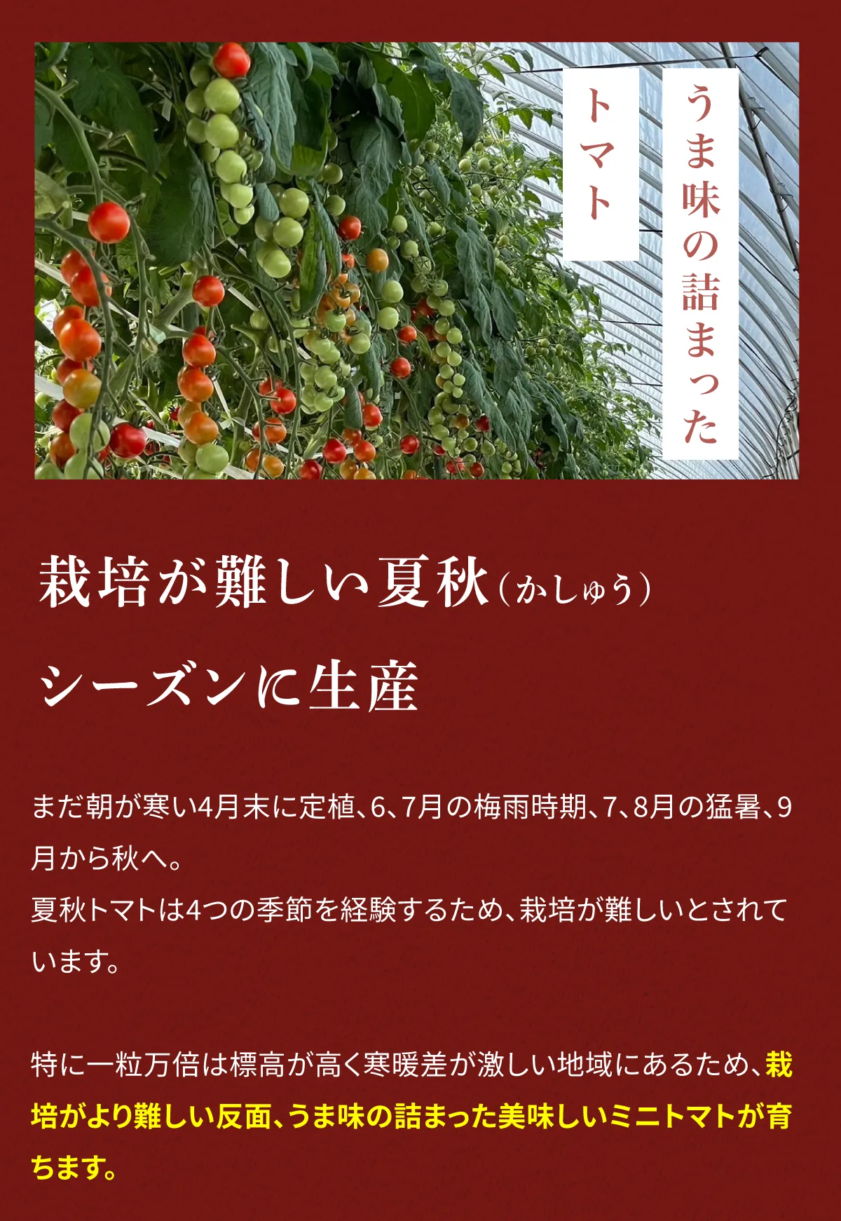 栽培が難しい夏秋シーズンに生産　まだ朝が寒い4月末に定植、6、7月の梅雨時期、7、8月の猛暑、9月から秋へ。夏秋トマトは4つの季節を経験するため、栽培が難しいとされています。特に一粒万倍は標高が高く寒暖差が激しい地域にあるため、栽培がより難しい反面、うま味の詰まった美味しいミニトマトが育ちます。