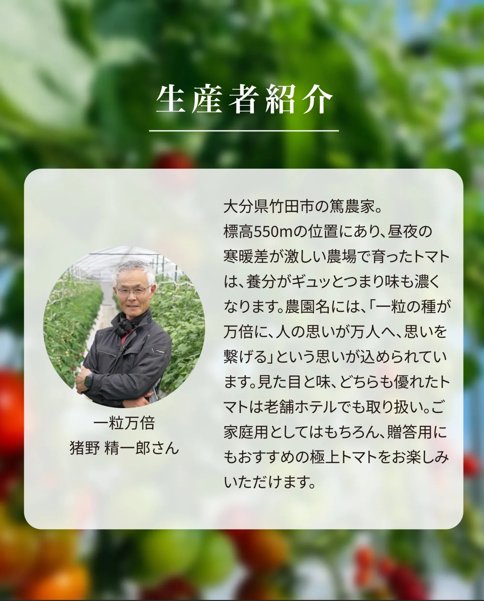 一粒万倍　大分県竹田市の篤農家。標高550mの位置にあり、昼夜の寒暖差で育ったトマトは、養分がギュッと詰まり味も濃くなります。見た目と味、どちらも優れたトマトは老舗ホテルでも取り扱い。ご家庭用としてはもちろん、贈答用にもおすすめの極上トマトをお楽しみいただけます。