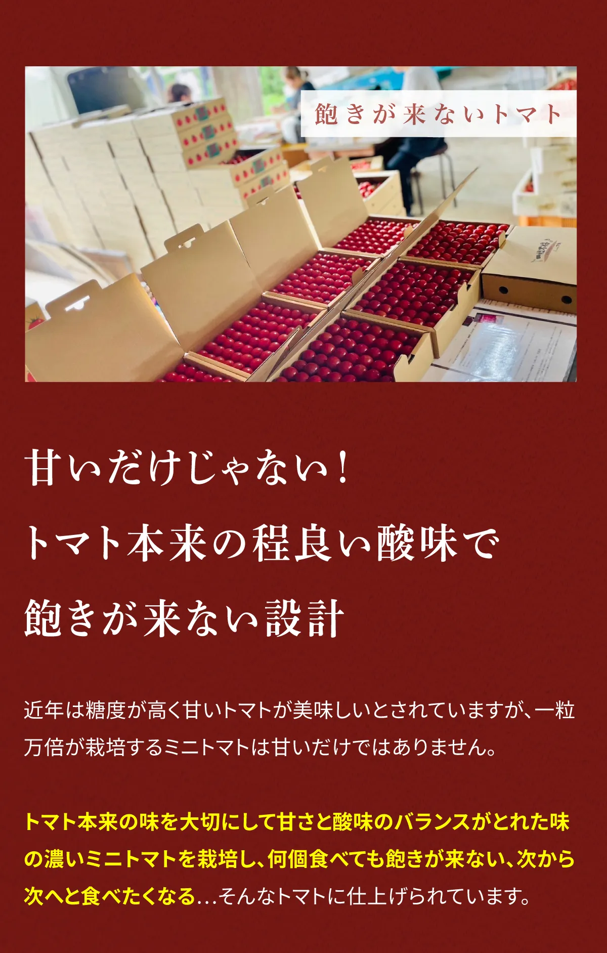 甘いだけじゃない！トマト本来の程よい酸味で飽きが来ない設計　近年は糖度が高く甘いミニトマトが美味しいとされていますが、一粒万倍が栽培するミニトマトはただ甘いだけではありません。トマト本来の味を大切にして甘さと酸味のバランスが取れた味の濃いミニトマトを栽培し、何個食べても飽きが来ない、次から次へと食べたくなる…そんなトマトに仕上げられています。