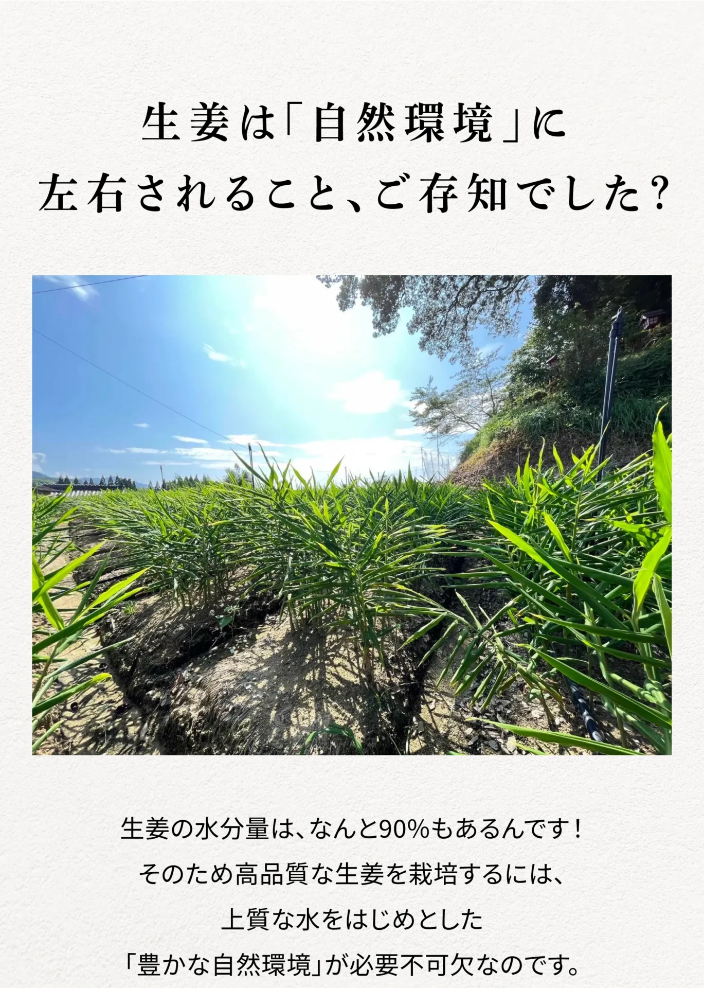 生姜は自然環境に左右されること、ご存知でした？生姜の水分量は、なんと90%もあるんです！そのため高品質な生姜を栽培するには、上質な水をはじめとした「豊かな自然環境」が必要不可欠なのです。