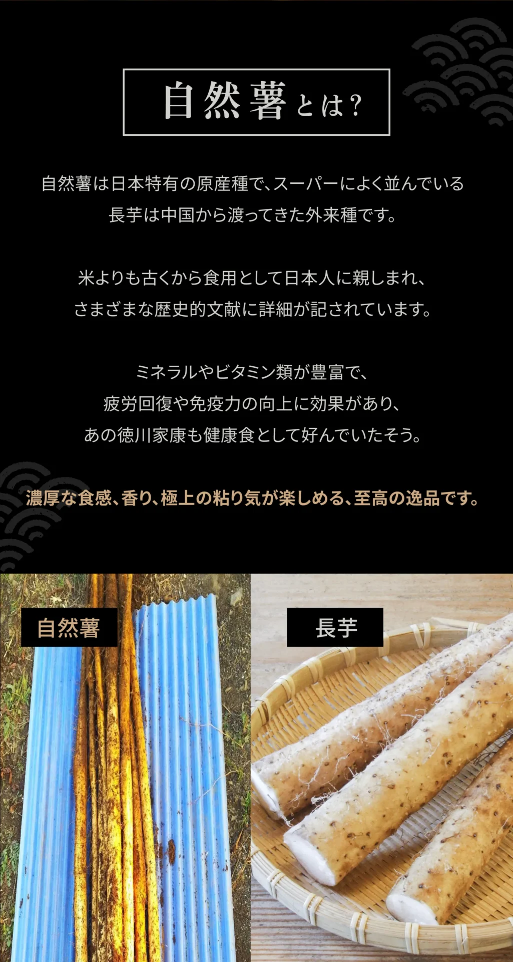 自然薯とは？ 自然薯は日本特有の原産種で、スーパーによく並んでいる長芋は中国から渡ってきた外来種です。個目よりも古くから食用として日本人に親しまれ、さまざまな歴史的文献に詳細が記されています。ミネラルやビタミン類が豊富で、疲労回復や免疫力の向上に効果があり、あの徳川家康も健康食として好んでいたそう。濃厚な食感、香り、極上の粘り気が楽しめる、至高の逸品です。