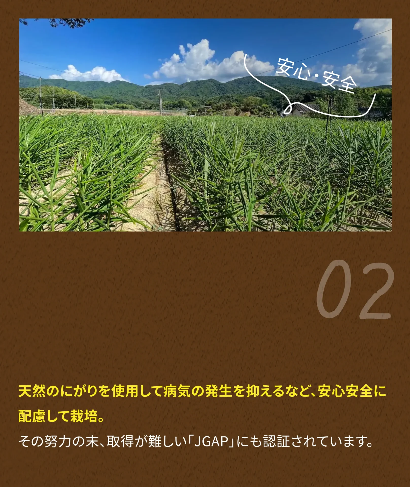 天然のにがりを使用して病気の発生を抑えるなど、安心安全に配慮して栽培。その努力の末、取得が難しい「JGAP」にも認証されています。