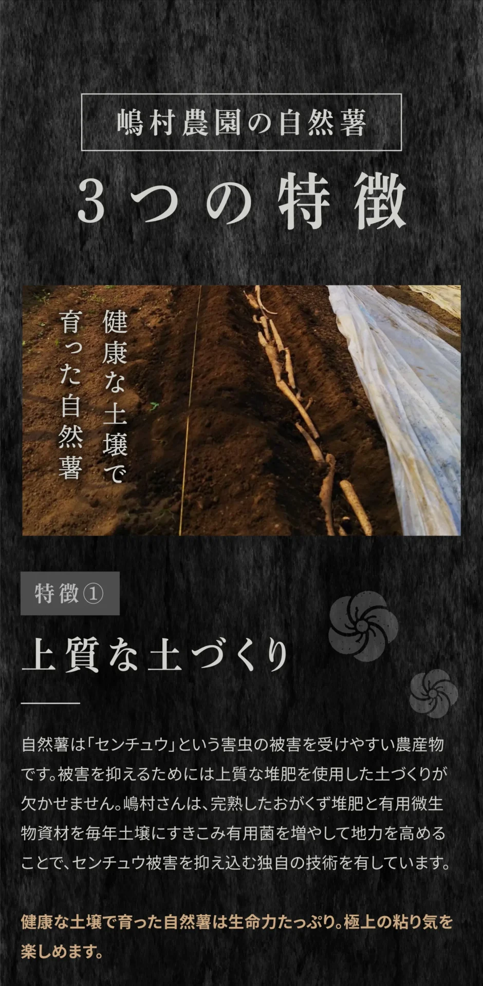 嶋村農園の自然薯3つの特徴 特徴①上質な土づくり 自然薯は「センチュウ」という害虫の被害を受けやすい農産物です。被害を抑えるためには 上質な堆肥を使用した土づくりが欠かせません。嶋村さんは、完熟したおがくず堆肥と有用微生物資材を毎年土壌にすきこみ有用菌を増やして地力を⾼めることで、センチュウ被害を抑え込む独自の技術を有しています。健康な土壌で育った自然薯は生命力たっぷり。極上の粘り気を楽しめます。