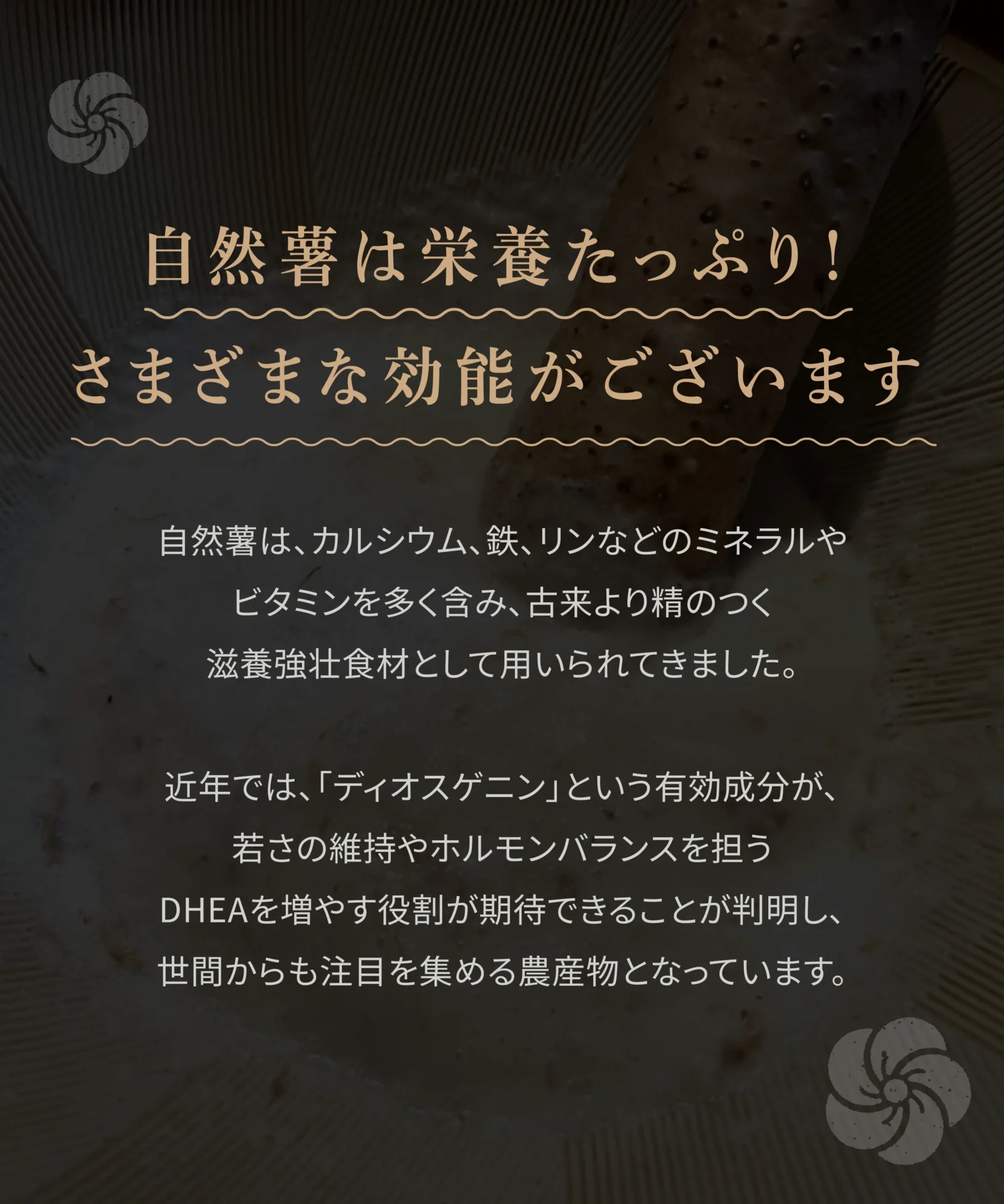 自然薯は栄養たっぷり！さまざまな効能がございます 自然薯は、カルシウム、鉄、リンなどのミネラルやビタミンを多く含み、古来より精のつく滋養強壮食材として用いられてきました。近年では、「ディオスゲニン」という有効成分が、若さの維持やホルモンバランスを担うDHEAを増やす役割が期待できることが判明し、世間からも注目を集める農産物となっています。