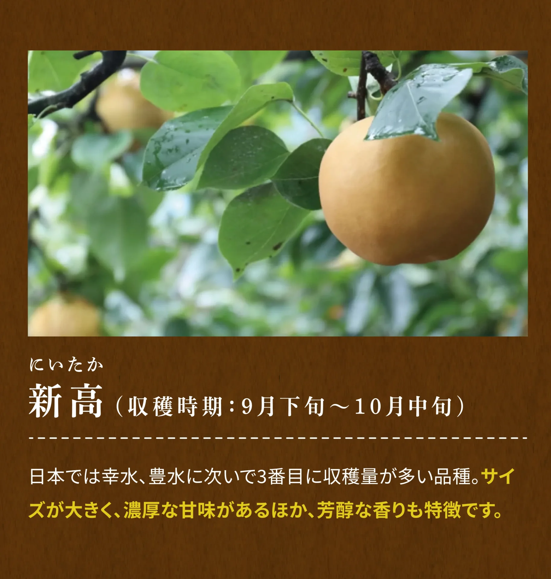 新高(にいたか)(収穫時期：9月下旬～10月中旬) 日本では幸水、豊水に次いで3番目に収穫量が多い品種。サイズが大きく、濃厚な甘みがあるほか、芳醇な香りも特徴です。