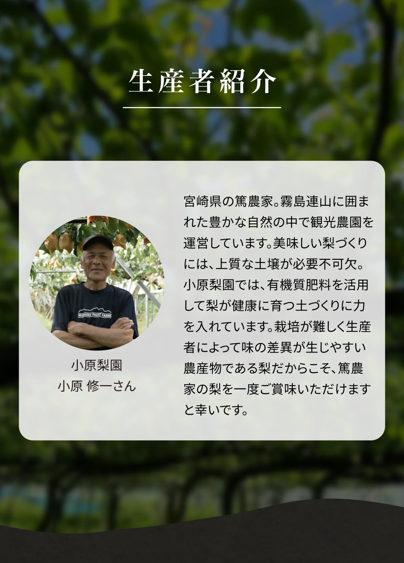 生産者紹介 小原梨園 小原修一さん 宮崎県の篤農家。霧島連山に囲まれた豊かな自然の中で観光農園を運営しています。美味しい梨づくりには、上質な土壌が必要不可欠。小原梨園では、有機質肥料を活用して梨が健康に育つ土づくりに力を入れています。栽培が難しく生産者によって味の差異が生じやすい農産物である梨だからこそ、篤農家の梨を一度ご賞味いただけますと幸いです。