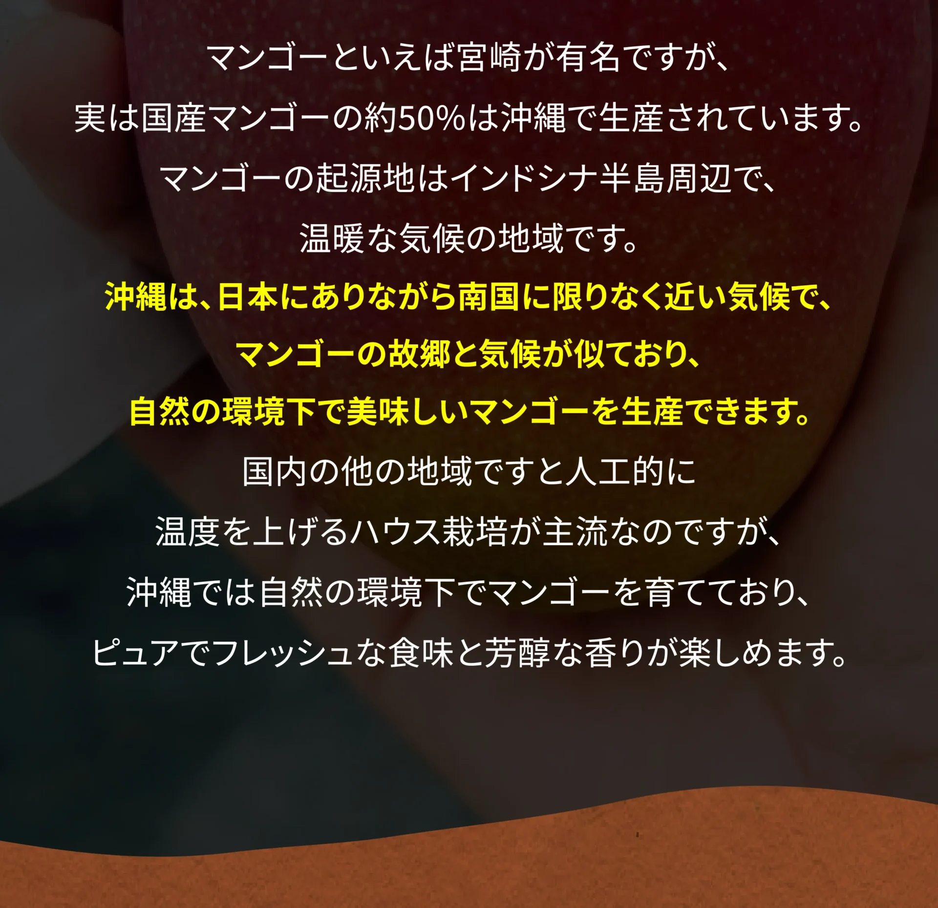 マンゴーといえば宮崎が有名ですが、実は国産マンゴーの約50％は沖縄で生産されています。マンゴーの起源地はインドシナ半島周辺で、温暖な気候の地域です。沖縄は日本にありながら南国に限りなく近い気候で、マンゴーの故郷と気候が似ており、自然の環境下で美味しいマンゴーを生産できます。国内の他の地域ですと人工的に温度を上げるハウス栽培が主流なのですが、沖縄では自然の環境下でマンゴーを育てており、ピュアでフレッシュな食味と芳醇な香りが楽しめます。