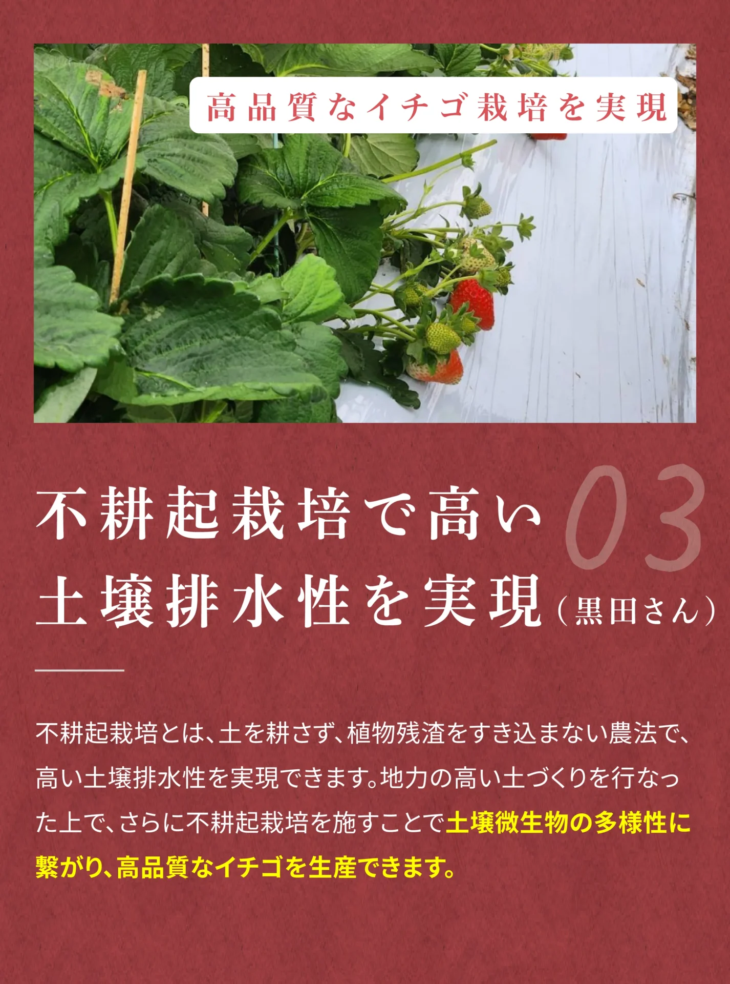 03 不耕起栽培で高い土壌排水性を実現(黒田さん) 不耕起栽培とは、土を耕さず、植物残渣をすき込まない農法で、高い土壌排水性を実現できます。地力の高い土づくりを行ったうえで、さらに不耕起栽培を施すことで土壌微生物の多様性に繋がり、高品質なイチゴを生産できます。