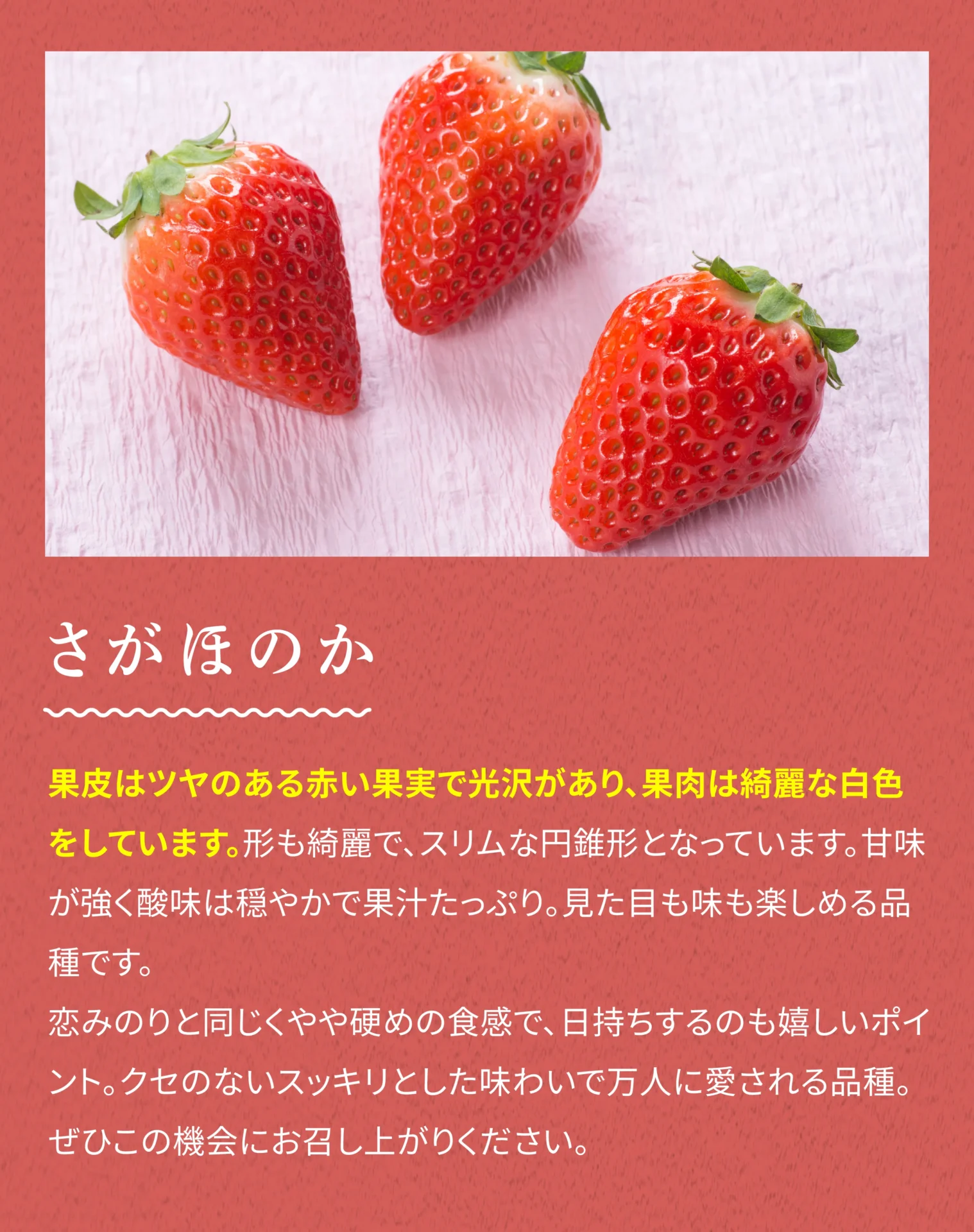 さがほのか 果皮はツヤのある赤い果実で光沢があり、果肉は綺麗な白色をしています。形も綺麗で、スリムな円錐形となっています。甘味が強く酸味は穏やかで果汁たっぷり。見た目も味も楽しめる品種です。恋みのりと同じくやや硬めの食感で、日持ちするのも嬉しいポイント。クセのないスッキリとした味わいで万人に愛される品種。ぜひこの機会にお召し上がりください。