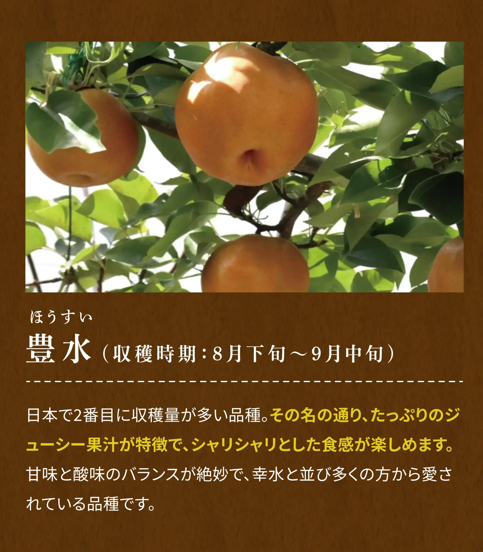 豊水(ほうすい)(収穫時期：8月下旬～9月中旬) 日本で2番目に収穫量が多い品種。その名の通り、たっぷりのジューシー果汁が特徴で、シャリシャリとした食感が楽しめます。甘みと酸味のバランスが絶妙で、幸水と並び多くの方から愛されている品種です。