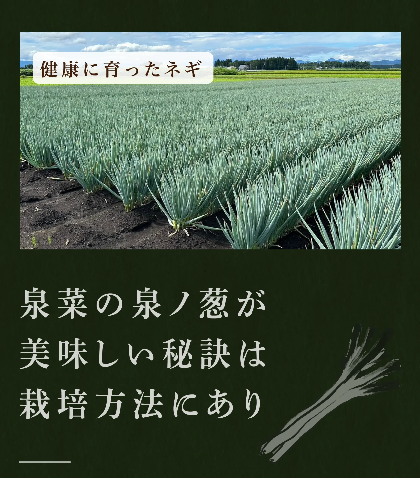 泉菜の泉ノ葱が美味しい秘訣は栽培方法にあり