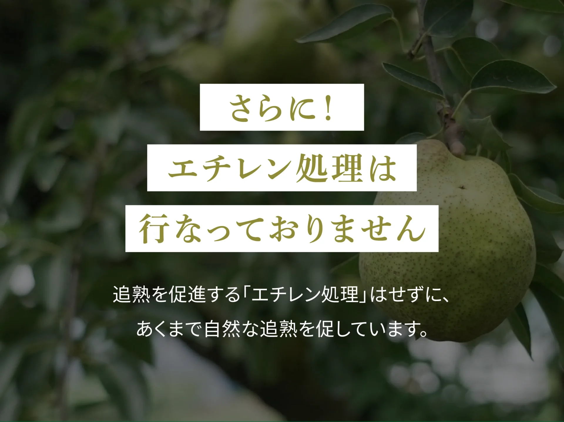 さらに！エチレン処理は行なっておりません 追熟を促進する「エチレン処理」はせずに、あくまで自然な追熟を促しています。