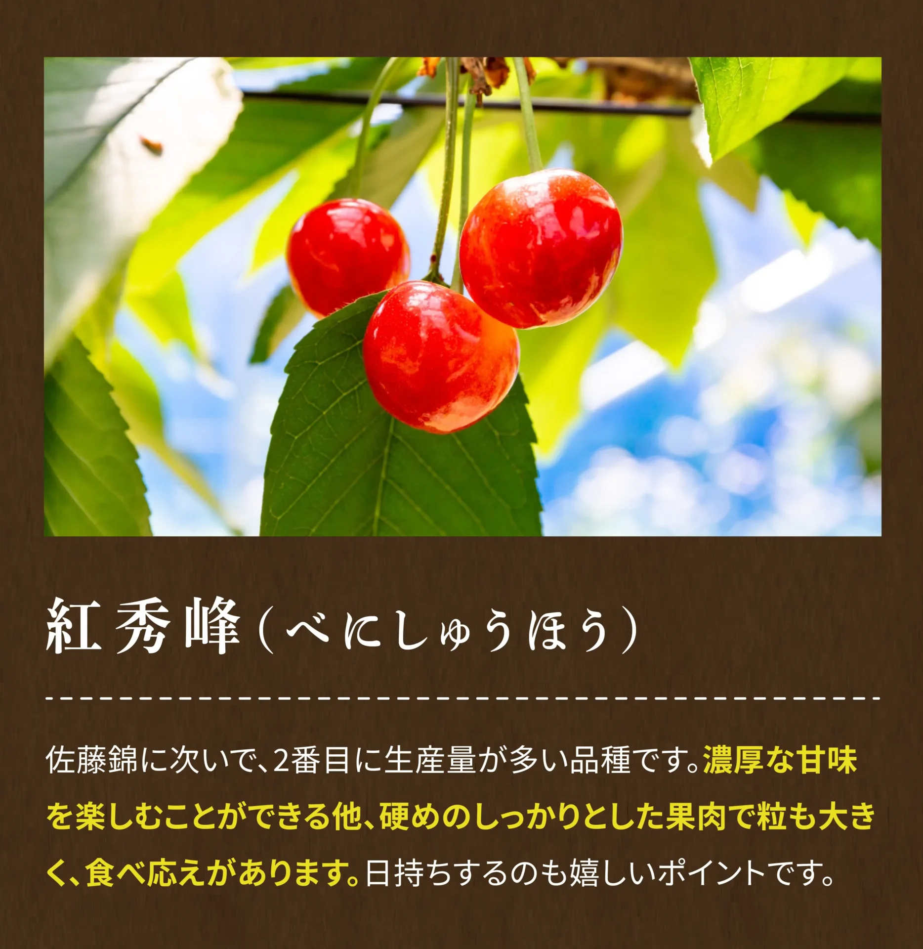 紅秀峰（べにしゅうほう）佐藤錦に次いで、2番目に生産量が多い品種です。濃厚な甘味を楽しむことができる他、硬めのしっかりとした果肉で粒も大きく、食べ応えがあります。日持ちするのも嬉しいポイントです。