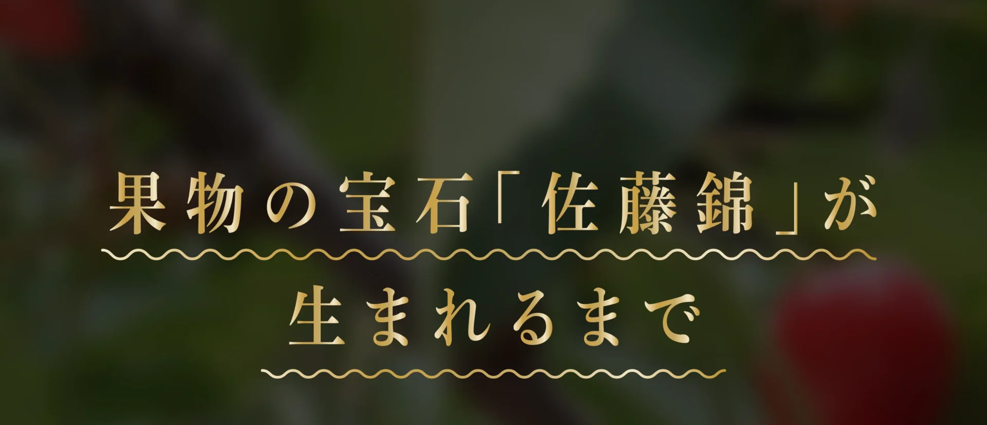 果物の宝石「佐藤錦」が生まれるまで