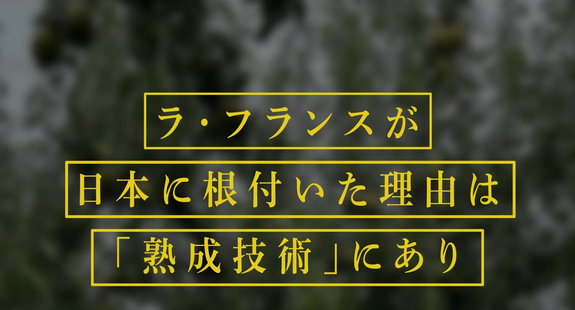 ラ・フランスが日本に根付いた理由は「熟成技術」にあり