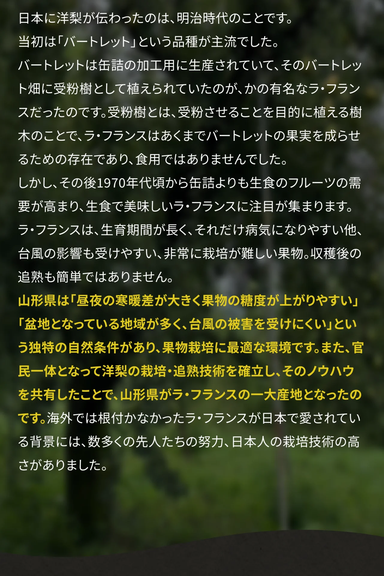 日本に洋梨が伝わったのは、明治時代のことです。当初は「バートレット」という品種が主流でした。バートレットは缶詰の加工用に生産されていて、そのバートレット畑に受粉樹として植えられていたのが、かの有名なラ・フランスだったのです。受粉樹とは、受粉させることを目的に植える樹木のことで、ラ・フランスはあくまでバートレットの果実を成らせるための存在であり、食用ではありませんでした。
しかし、その後1970年代頃から缶詰よりも生食のフルーツの需要が高まり、生食で美味しいラ・フランスに注目が集まります。ラ・フランスは、生育期間が長く、それだけ病気になりやすい他、台風の影響も受けやすい、非常に栽培が難しい果物。収穫後の追熟も簡単ではありません。
山形県は「昼夜の寒暖差が大きく果物の糖度が上がりやすい」「盆地となっている地域が多く、台風の被害を受けにくい」という独自の自然条件があり、果物栽培に最適な環境です。また、官民一体となって洋梨の栽培・追熟技術を確立し、そのノウハウを共有したことで、山形県がラ・フランスの一大産地となったのです。海外では根付かなかったラ・フランスが日本で愛されている背景には、数多くの先人たちの努力、日本人の栽培技術の高さがありました。