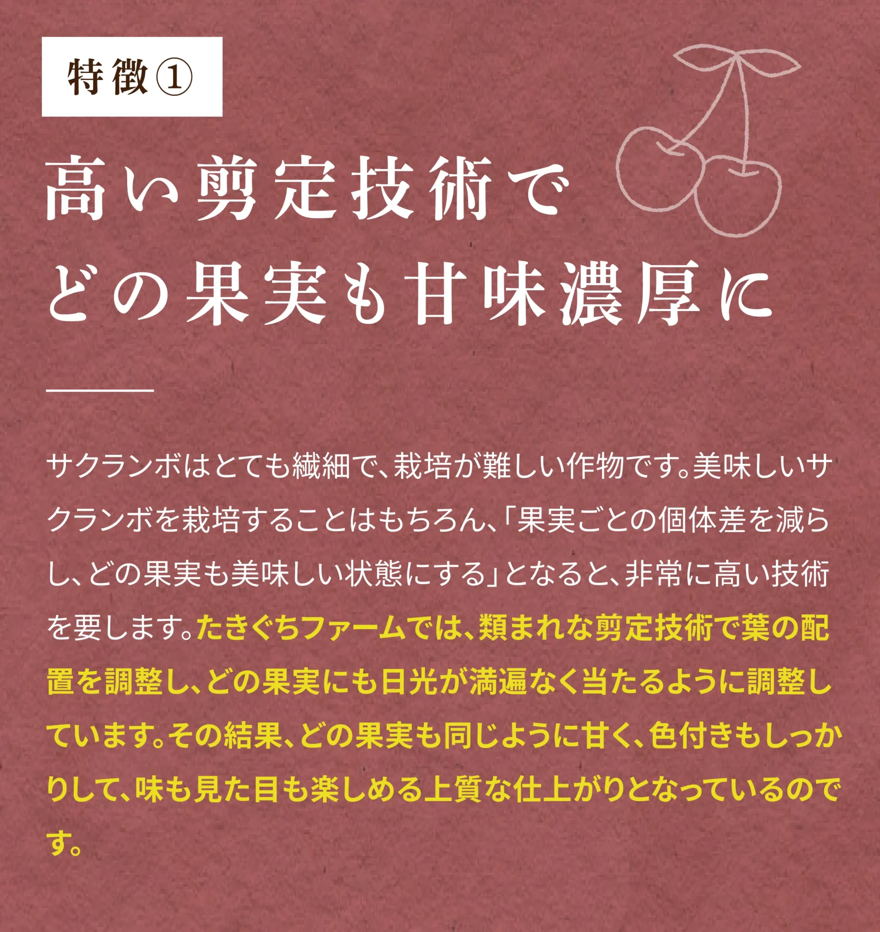 特徴① 高い剪定技術でどの果実も甘味濃厚に サクランボはとても繊細で、栽培が難しい作物です。美味しいサクランボを栽培することはもちろん、「果実ごとの個体差を減らし、どの果実も美味しい状態にする」となると、非常に高い技術を要します。たきぐちファームでは、類まれな剪定技術で葉の配置を調整し、どの果実にも日光が満遍なく当たるように調整しています。その結果、どの果実も同じように甘く、色づきもしっかりして、味も見た目も楽しめる上質な仕上がりとなっているのです。