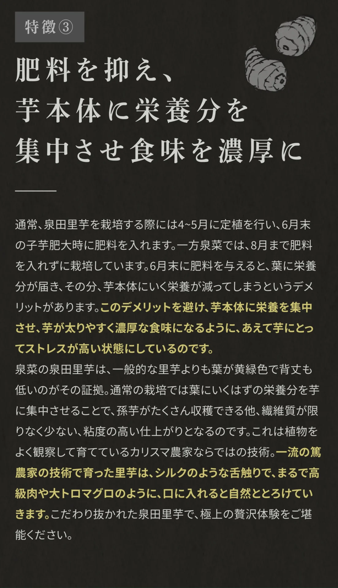 特徴③ 肥料を抑え、芋本体に栄養分を集中させ食味を濃厚に 通常、泉田里芋を栽培する際には4～5月に定植を行い、6月末の子芋肥大時に肥料を入れます。一方泉菜では、8月まで肥料を入れずに栽培しています。6月末に肥料を与えると、葉に栄養分が届き、その分、芋本体にいく栄養が減ってしまうというデメリットがあります。このデメリットを避け、芋本体に栄養を集中させ、芋が太りやすく濃厚な食味になるように、あえて芋にとってストレスが高い状態にしているのです。泉菜の泉田里芋は、一般的な里芋よりも葉が黄緑色で背丈も低いのがその証拠。通常の栽培では葉にいくはずの栄養分を芋に集中させることで、孫芋がたくさん収穫できる他、繊維質が限りなく少ない、年度の高い仕上がりとなるのです。これは植物をよく観察して育てているカリスマ農家ならではの技術。一流の篤農家の技術で育った里芋は、シルクのような舌触りで、まるで高級肉や大トロマグロのように、口に入れると自然ととろけていきます。こだわり抜かれた泉田里芋で、極上の贅沢体験をご堪能ください。