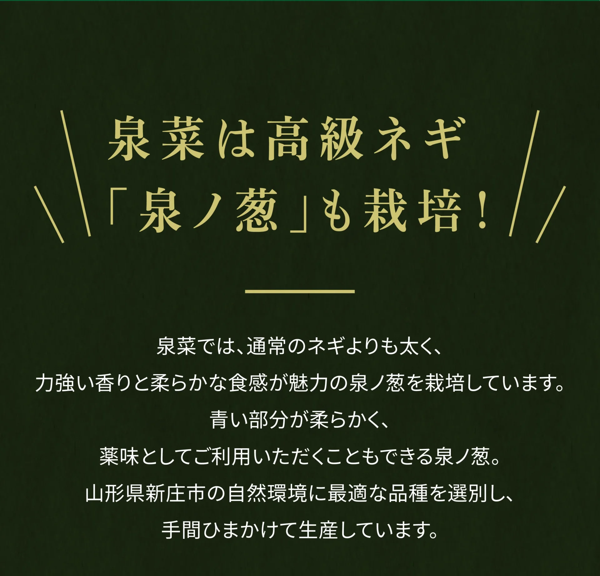 泉菜は高級ネギ「泉ノ葱」も栽培！泉菜では、通常のネギよりも太く、力強い香りとやわらかな食感が魅力の泉ノ葱を栽培しています。青い部分が柔らかく、薬味としてご利用いただくこともできる泉ノ葱。山形県新庄市の自然環境に最適な品種を選別し、手間ひまかけて生産しています。