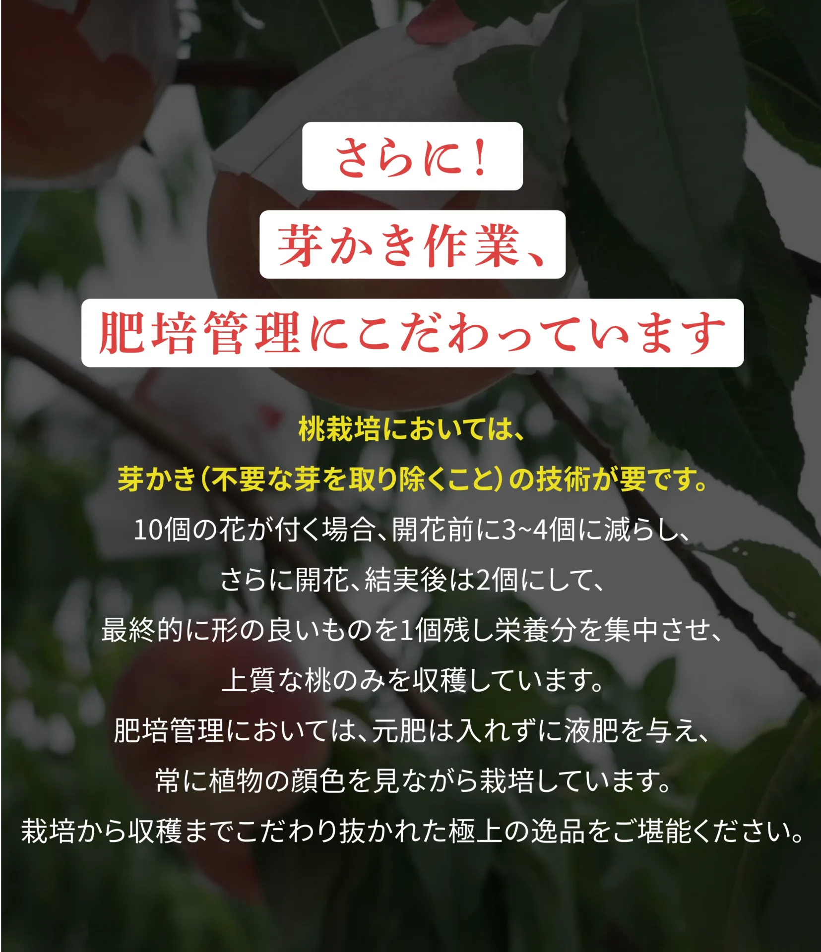 さらに！芽かき作業、肥培管理にこだわっています 桃栽培においては、芽かき(不要な芽を取り除くこと)の技術が要です。10個の花が付く場合、開花前に3～4個に減らし、さらに開花、結実後は2個にして、最終的に形の良いものを1個残し栄養分を集中させ、上質な桃のみを収穫しています。肥培管理においては、元肥は入れずに液肥を与え、常に植物の顔色を見ながら栽培しています。栽培から収穫までこだわり抜かれた極上の逸品をご堪能ください。