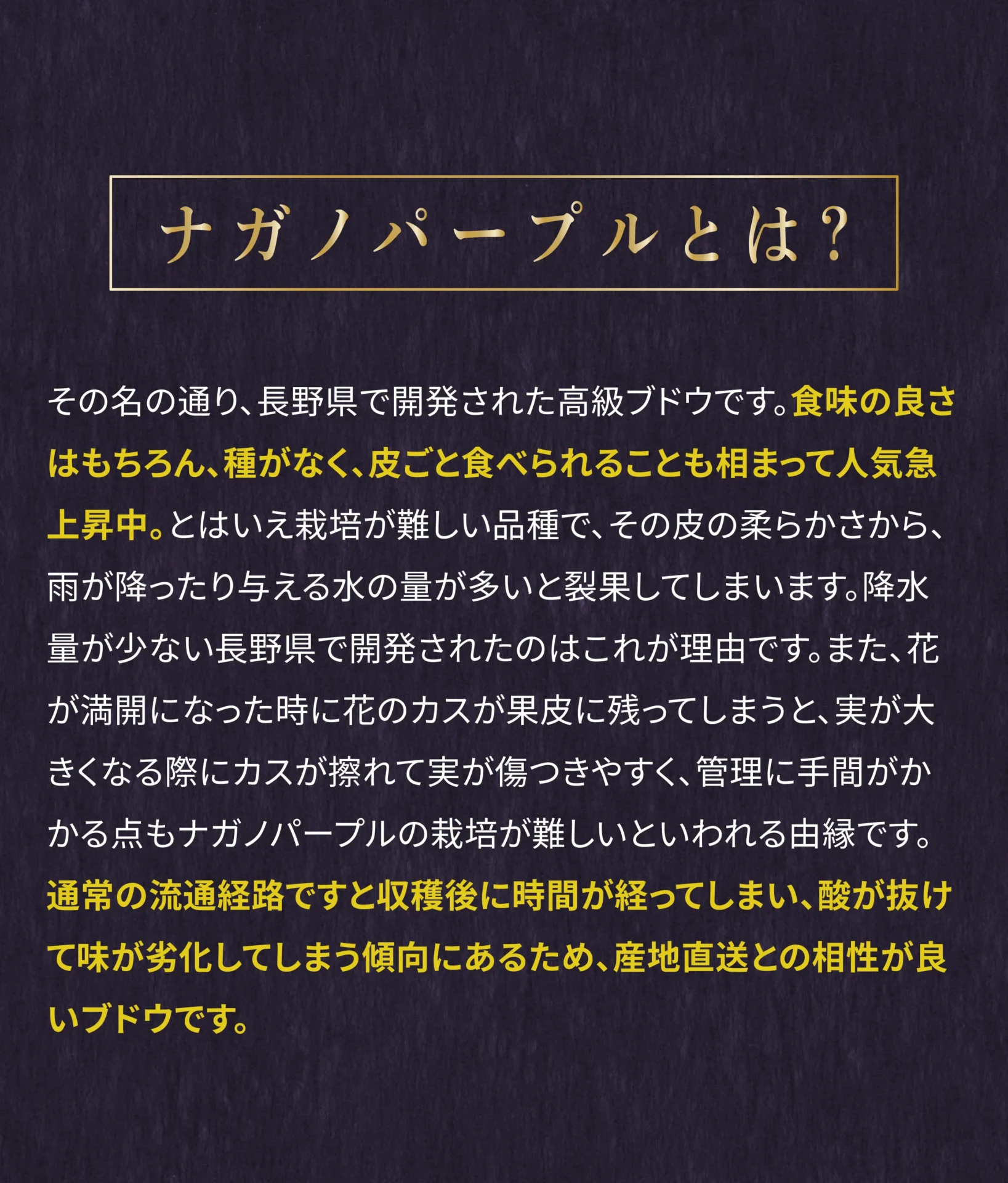 ナガノパープルとは？その名の通り、長野県で開発された高級ブドウです。食味の良さはもちろん、種がなく、皮ごと食べられることも相まって人気急上昇中。とはいえ栽培が難しい品種で、その皮の柔らかさから、雨が降ったり与える水の量が多いと裂果してしまいます。降水量が少ない長野県で開発されたのはこれが理由です。また、花が満開になった時に花のカスが果皮に残ってしまうと、実が大きくなる際にカスが擦れて実が傷つきやすく、管理に手間がかかる点もナガノパープルの栽培が難しいといわれる由縁です。通常の流通経路ですと収穫後に時間が経ってしまい、酸が抜けて味が劣化してしまう傾向にあるため、産地直送との相性が良いブドウです。