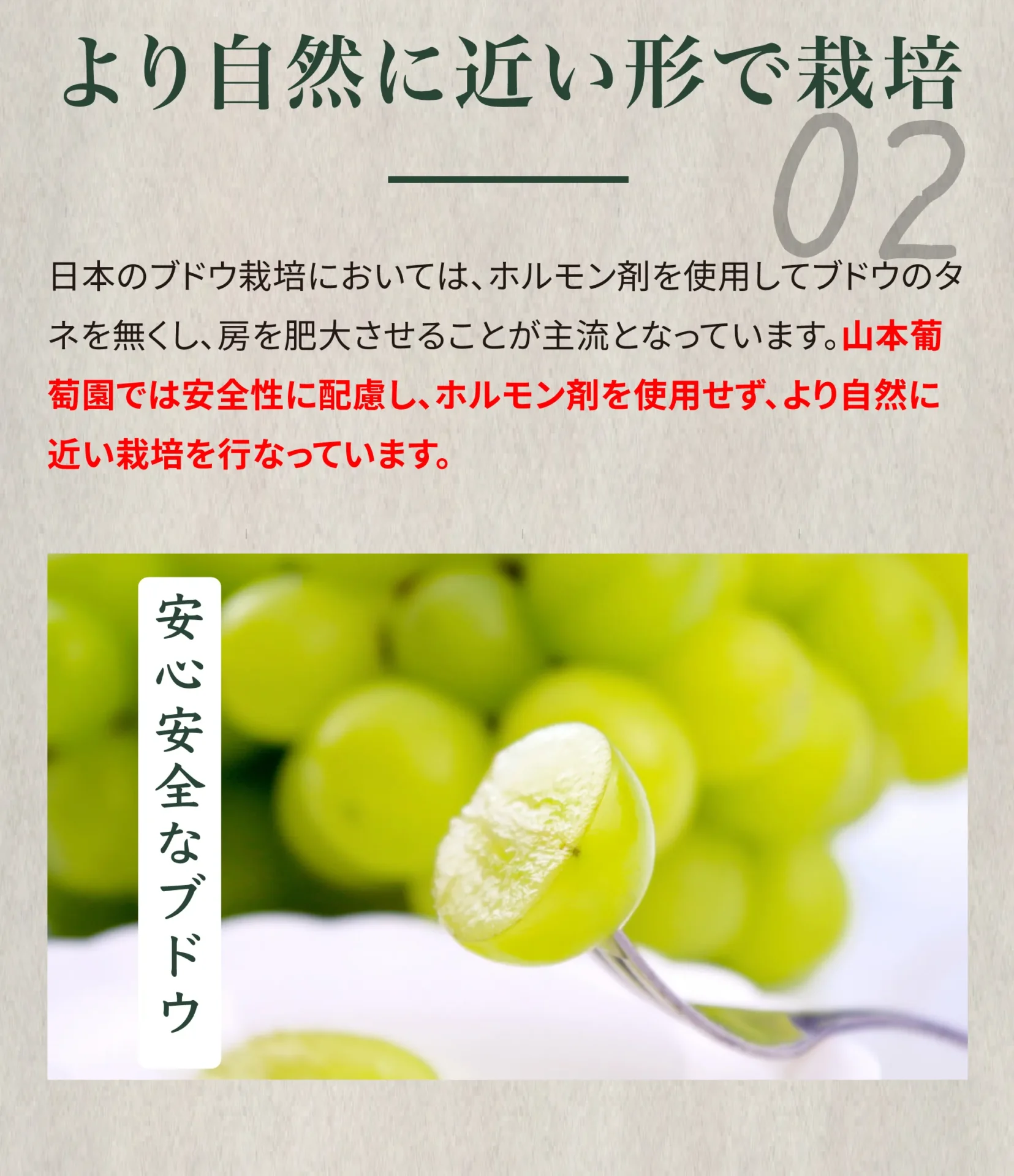 より自然に近い形で栽培 日本のブドウ栽培においては、ホルモン剤を使用してブドウの種を無くし、房を肥大させることが主流となっています。山本葡萄園では安全性に配慮し、ホルモン剤を使用せず、より自然に近い栽培を行なっています。