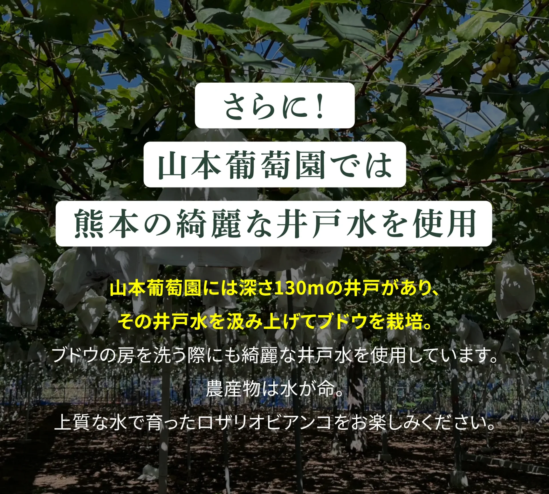 さらに！山本葡萄園では熊本の綺麗な井戸水を使用 山本葡萄園には深さ130mの井戸があり、その井戸水を汲み上げてブドウを栽培。ブドウの房を洗う際にも綺麗な井戸水を使用しています。農産物は水が命。上質な水で育ったロザリオビアンコをお楽しみください。