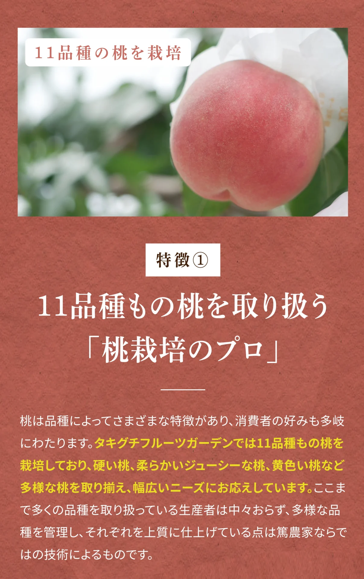 特徴① 11品種もの桃を取り扱う「桃栽培のプロ」桃は品種によってさまざまな特徴があり、消費者の好みも多岐にわたります。タキグチフルーツガーデンでは11品種もの桃を栽培しており、硬い桃、柔らかいジューシーな桃、黄色い桃など多様な桃を取り揃え、幅広いニーズにお応えしています。ここまで多くの品種を取り扱っている生産者はなかなかおらず、多様な品種を管理し、それぞれを上質に仕上げている点は篤農家ならではの技術によるものです。