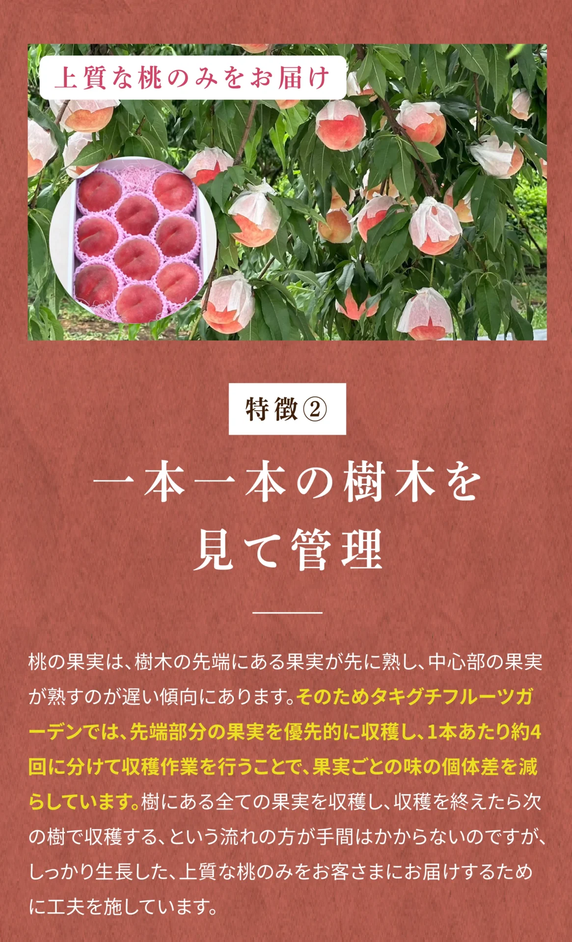 特徴②一本一本の樹木を見て管理 桃の果実は、樹木の先端にある果実が先に熟し、中心部の果実が熟すのが遅い傾向にあります。そのためタキグチフルーツガーデンでは、先端部分の果実を優先的に収穫し、1本あたり約4回に分けて収穫作業を行うことで、果実ごとの味の個体差を減らしています。樹にあるすべての果実を回収し、収穫を終えたら次の樹で収穫する、という流れのほうが手間はかからないのですが、しっかり生長した、上質な桃のみをお客さまにお届けするために工夫を施しています。