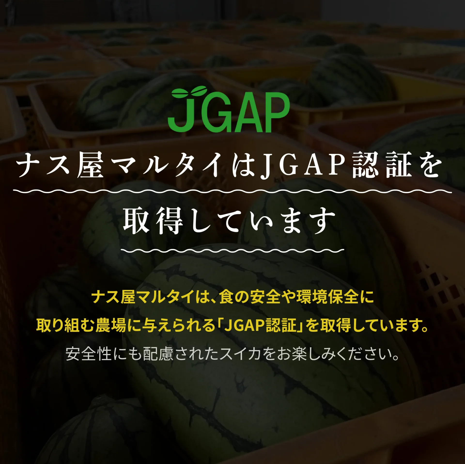 ナス屋マルタイはJGAP認証を取得しています ナス屋マルタイは、食の安全や環境保全に取り組む農場に与えられる「JGAP認証」を取得しています。安全性にも配慮されたスイカをお楽しみください。