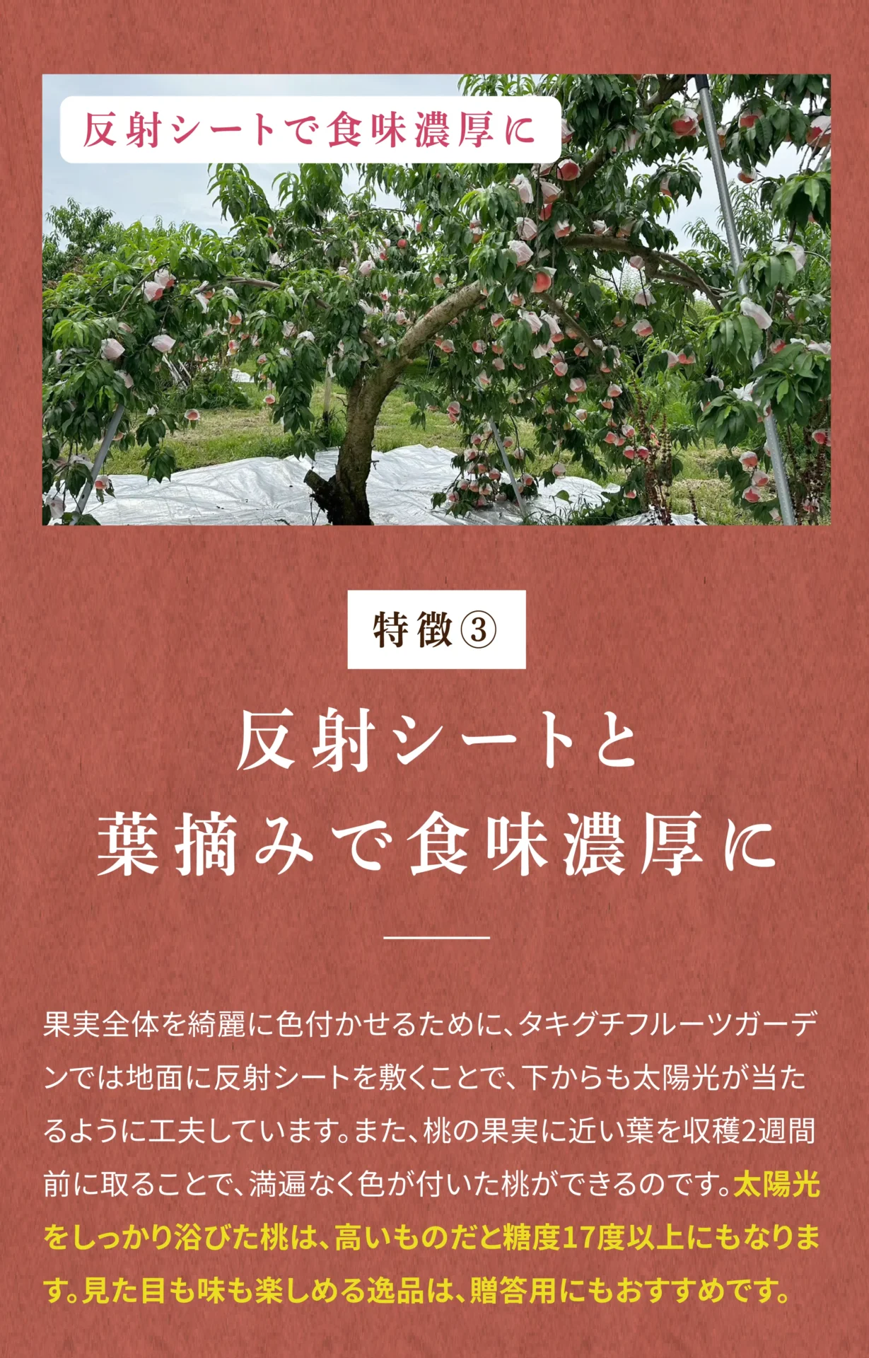 特徴③反射シートと葉摘みで食味濃厚に 果実全体を綺麗に色付かせるために、タキグチフルーツガーデンでは地面に反射シートを敷くことで、下からも太陽光が当たるように工夫しています。また、桃の果実に近い葉を収穫2週間前に取ることで、満遍なく色が付いた桃ができるのです。太陽光をしっかり浴びた桃は、高いものだと糖度17度以上にもなります。見た目も味も楽しめる逸品は、贈答用にもおすすめです。