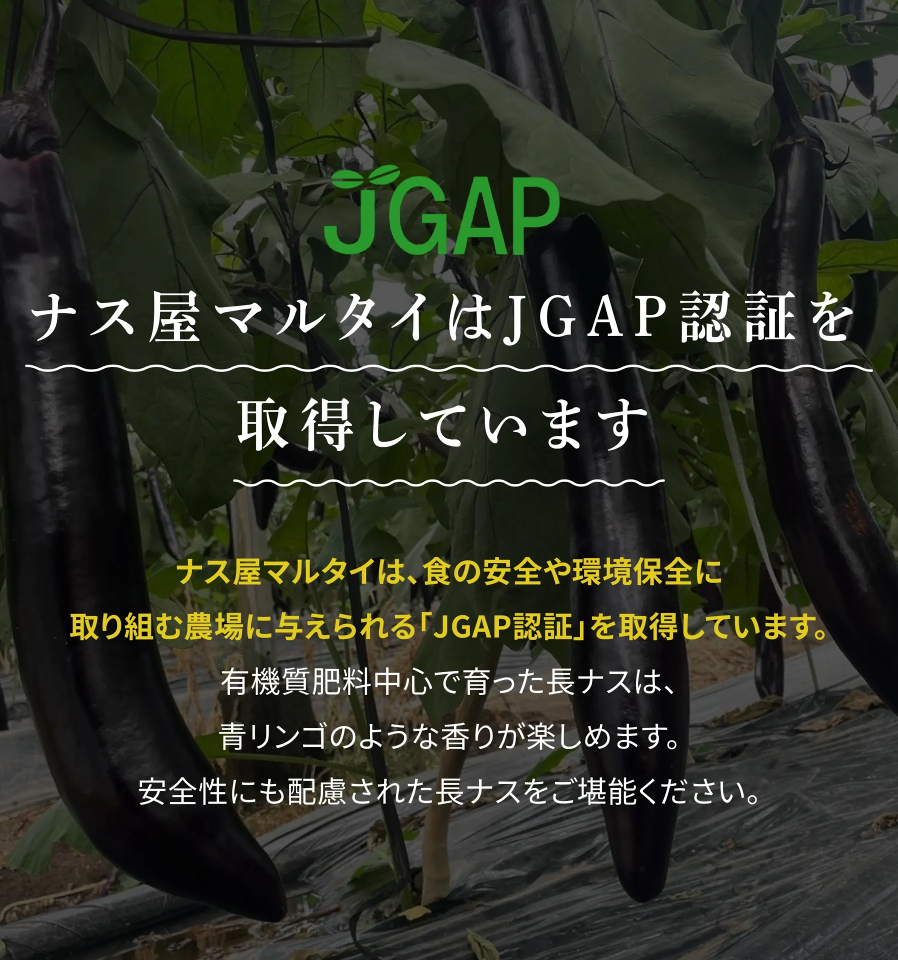 ナス屋マルタイはJGAP認証を取得しています ナス屋マルタイは、食の安全や環境保全に取り組む農場に与えられる「JGAP認証」を取得しています。有機質肥料中心で育った長ナスは、青リンゴのような香りが楽しめます。安全性にも配慮された長ナスをご堪能ください。